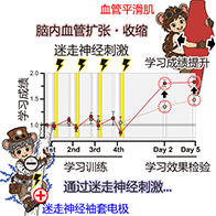 日本東北大學發現刺激迷走神經可提高學習表現，身體向大腦傳遞的信號或參與鞏固記憶