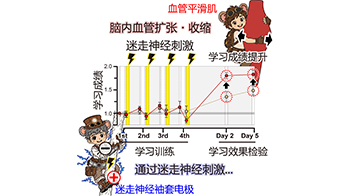 日本東北大學發現刺激迷走神經可提高學習表現，身體向大腦傳遞的信號或參與鞏固記憶
