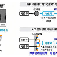 日本遺傳研等開發出光驅動人工視網膜，由微型太陽能電池和碳電極構成