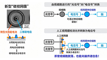 日本遺傳研等開發出光驅動人工視網膜，由微型太陽能電池和碳電極構成