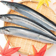 日本獸醫生命科學大學在秋刀魚肝臟中發現新種寄生蟲，對人類無影響