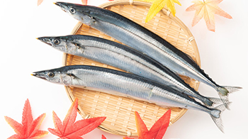 日本獸醫生命科學大學在秋刀魚肝臟中發現新種寄生蟲，對人類無影響
