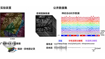 理研公開小鼠在清醒、自然睡眠、麻醉狀態下大規模腦細胞活動資料集