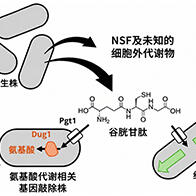 理研發現酵母釋放的穀胱甘肽能夠促進生長受損基因敲除株恢復增殖
