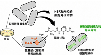 理研發現酵母釋放的穀胱甘肽能夠促進生長受損基因敲除株恢復增殖
