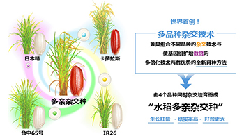 NTT與東京都立大確立可同時對4個水稻品種進行雜交的「多品種雜交技術」，兼具各品種優勢實現優良性狀