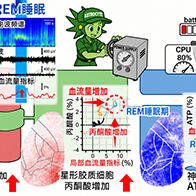 日本東北大學發現REM睡眠期間大腦能量平衡出現紊亂