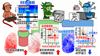 日本東北大學發現REM睡眠期間大腦能量平衡出現紊亂