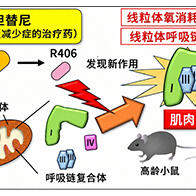 東京都健康長壽醫療中心發現免疫性血小板減少症治療藥物可活化粒線體，有望用於肌肉疾病治療與預防