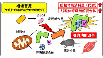 東京都健康長壽醫療中心發現免疫性血小板減少症治療藥物可活化粒線體，有望用於肌肉疾病治療與預防