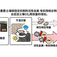 新潟大學等闡明幹濕交替導致土壤CO₂釋放增加的原因，金屬與有機物的結合是關鍵