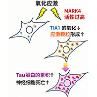 東京都立大學發現細胞應激反應異常促進tau蛋白累積的機制，揭示MARK4新功能