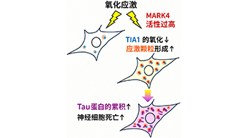 東京都立大學發現細胞應激反應異常促進tau蛋白累積的機制，揭示MARK4新功能