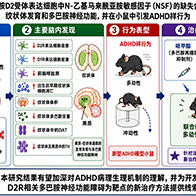 福井大學在小鼠體內重現誘發ADHD樣行為的多巴胺神經功能下降，發現與信號傳導分子「NSF」功能下降相關，有望推動治療方法的開發