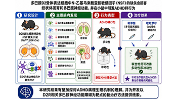 福井大學在小鼠體內重現誘發ADHD樣行為的多巴胺神經功能下降，發現與信號傳導分子「NSF」功能下降相關，有望推動治療方法的開發