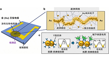 日本東北大學開發出基於新原理的生物感測器，僅需約30秒即可測定靶蛋白濃度