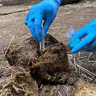 北海道大學等透過動物「排洩物」中的腸道菌群發現健康異常