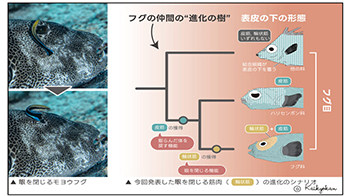 下關海響館：河魨的「單眼眨動」源自膨脹身體的肌肉演化