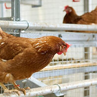 東京農工大學：這顆雞蛋適合做布丁？還是適合蒸蛋羹？飼養方式會改變雞蛋的風味