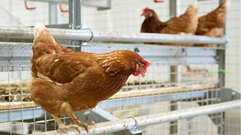 東京農工大學：這顆雞蛋適合做布丁？還是適合蒸蛋羹？飼養方式會改變雞蛋的風味