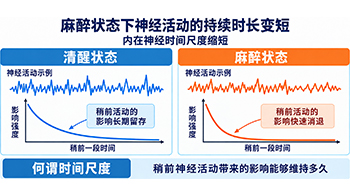 理研、東京都立大學等發現從人類到線蟲6種生物共有的神經動態特徵，揭示麻醉導致的大腦神經活動 「時空孤立」