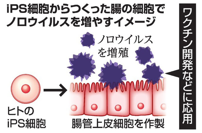 iPS細胞由來的腸道細胞體外增殖諾如電腦病毒