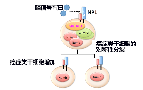 「金澤大學等發現乳房癌類幹細胞分裂倍增機制