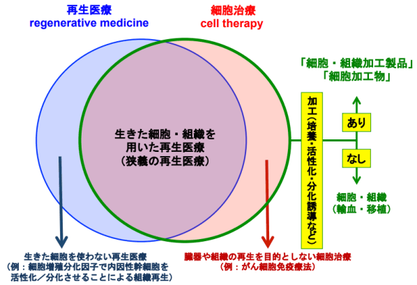 細胞治療與再生醫療，中日監管大不同（上）