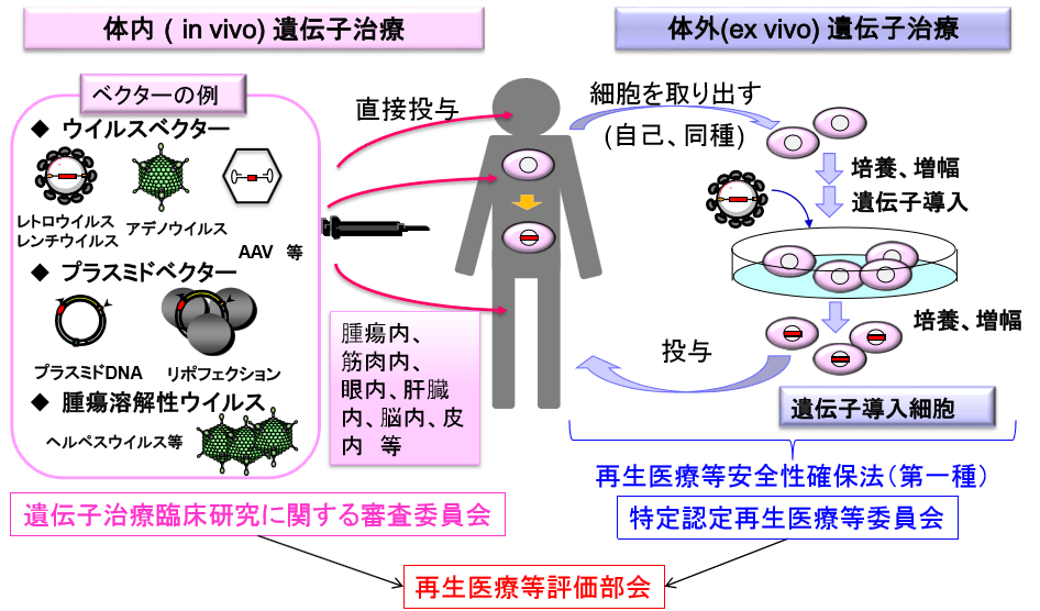 細胞治療與再生醫療，中日監管大不同（上）