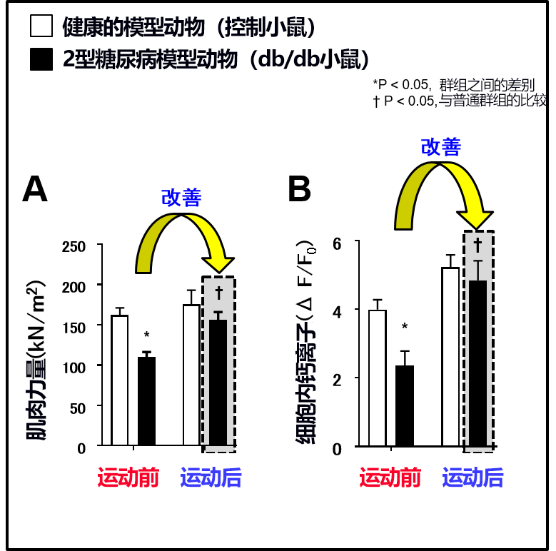 順天堂大學查明2型糖尿病患者肌肉力量下降的終極因數