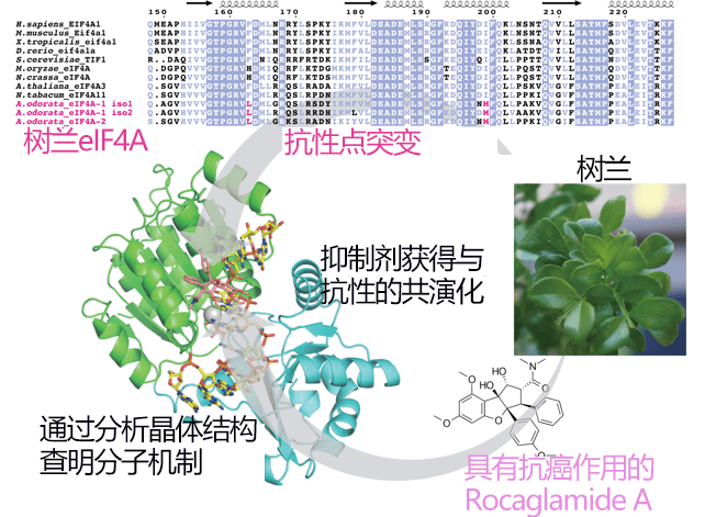 日美聯合查明植物性抗癌藥的分子機制