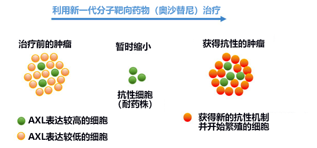 日本查明肺癌細胞如何在分子靶向藥物中存活