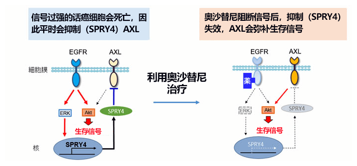 日本查明肺癌細胞如何在分子靶向藥物中存活