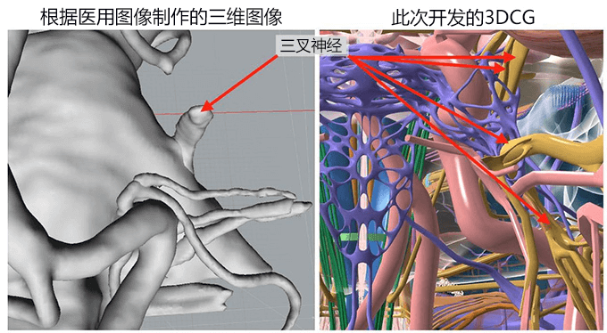 東大開發全球最精巧的頭部三維CG資料，教育和研究用途免費提供