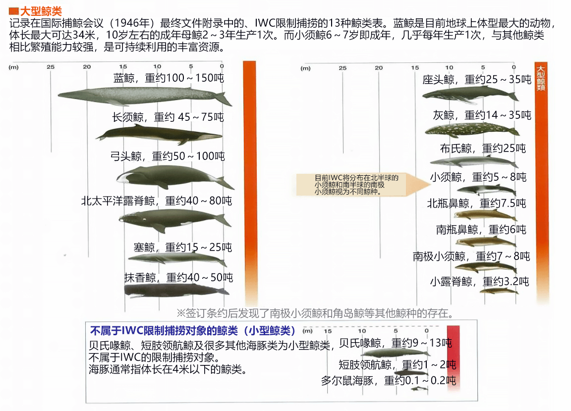 現存的約83種鯨目中，有13種爲IWC的侷限捕撈數量物件，除此之外的鯨目並不侷限