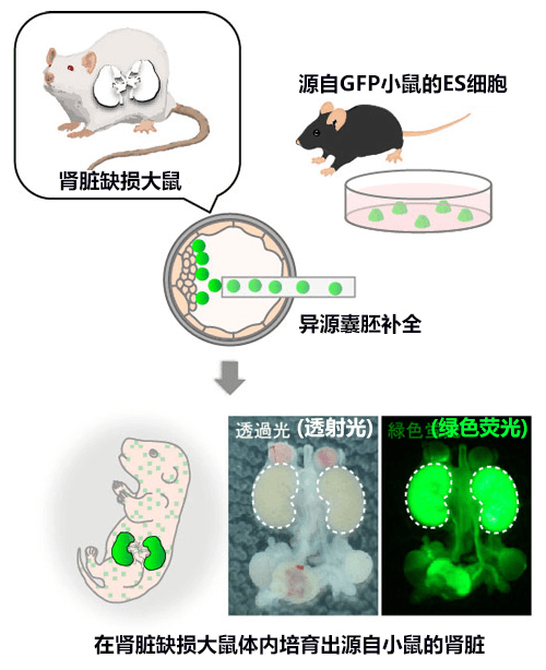 東大等利用小鼠ES細胞成功在大鼠活體內培育出腎臟