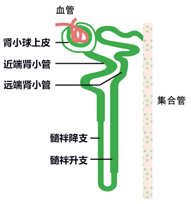 東大等利用小鼠ES細胞成功在大鼠活體內培育出腎臟