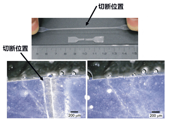 理研開發出可在各種環境中自我開墾的新型功能性聚合物