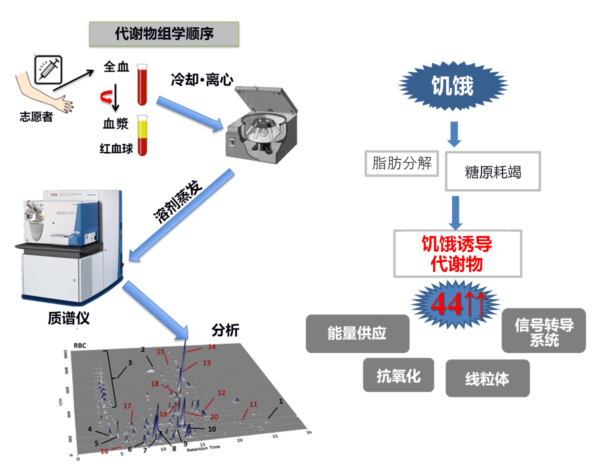 餓一餓更健康！日本查明斷食的代謝激活效果