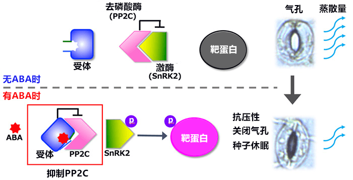 日本宇都宮大學等培育出節水小麥新品種