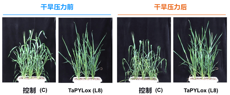 日本宇都宮大學等培育出節水小麥新品種