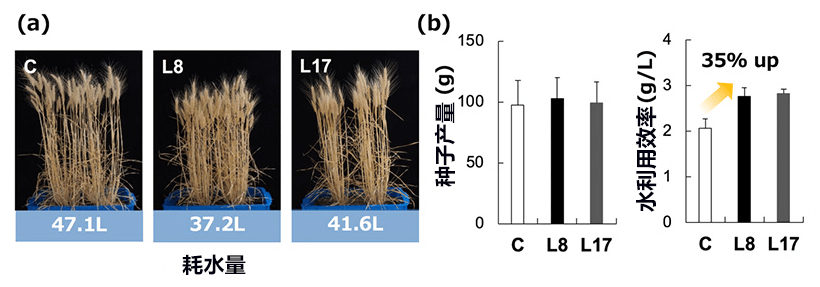 日本宇都宮大學等培育出節水小麥新品種