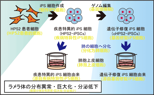 小碗旁邊的生菜比擬春暖花開的原野