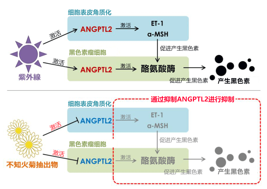 日本應答熊本縣產「不知火菊」能抑制色斑