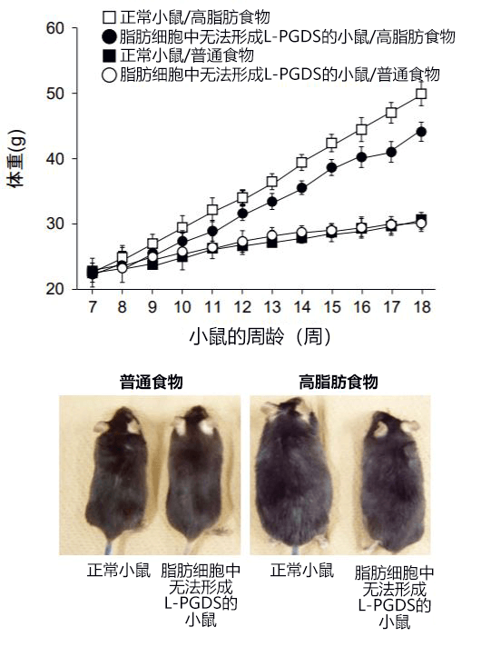 日本發現控制肥胖的酶