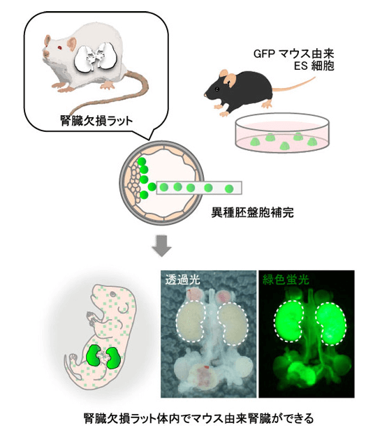 NINS篇：大鼠活體內培育出異種腎臟