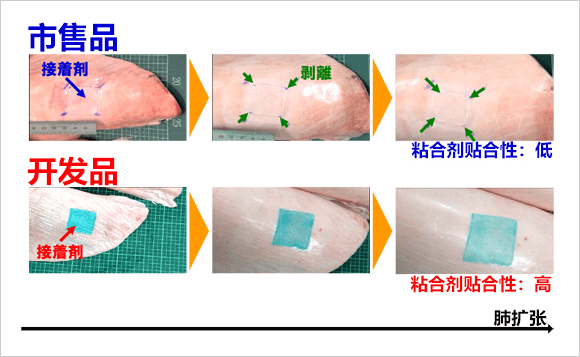 NIMS和築波大學開發出呼吸也不會漏氣的肺部手術粘合劑