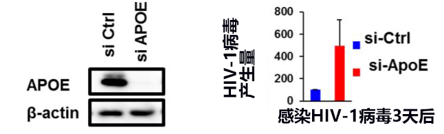 熊本大學發現能阻止艾滋病電腦病毒傳染繁殖的新活體內物質