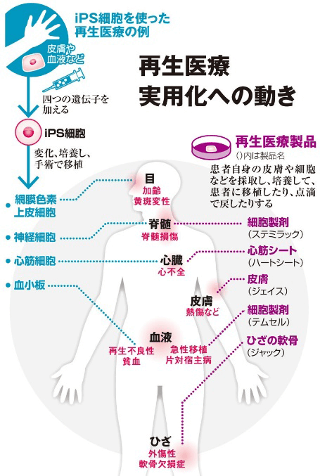 日本iPS細胞研究報告(廿三) 順天堂大學篇：極大提高分化效率的全新技術