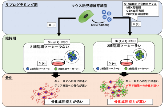 日本iPS細胞研究報告(廿三) 順天堂大學篇：極大提高分化效率的全新技術